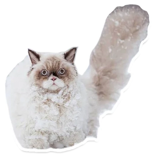 cat, snow cat, the animals are cute, persian cat, dissatisfied cat snow