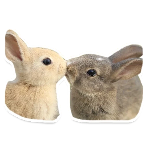 lapin, les lapins sont mignons, lapin à domicile