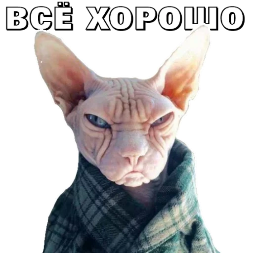 sphinx, sphinx cat, kokhona sphinx