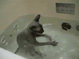 gato, gato al baño, baño esfinx, sphinx vanna's cat, esfinges bañan el baño