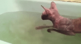 esfinge, sphinx agua, gato sphinx, baño de esfinge canadiense, bañera de esfinge canadiense