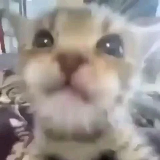 gato, focas, gato gracioso, gato parlante, lindo gato es divertido