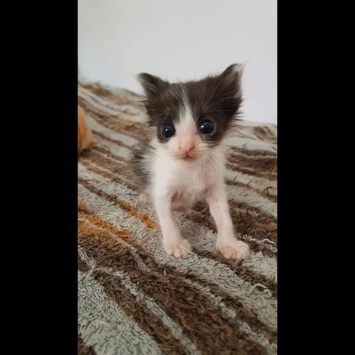 gato, cão do mar, gatinho, falcões fofos, animal fofo