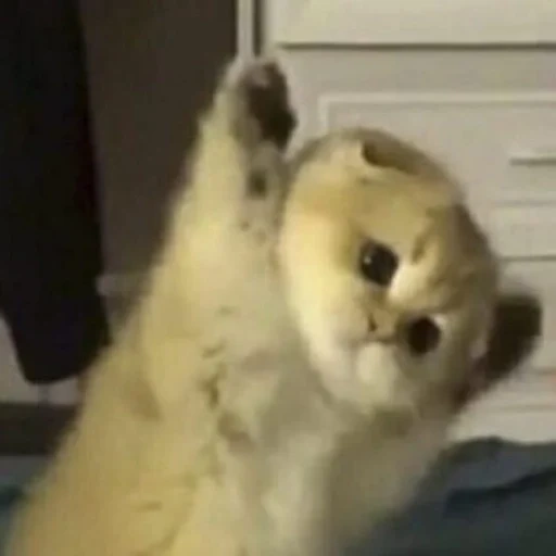 cat, seal, seals are ridiculous, the cutest animal, cute cats are funny