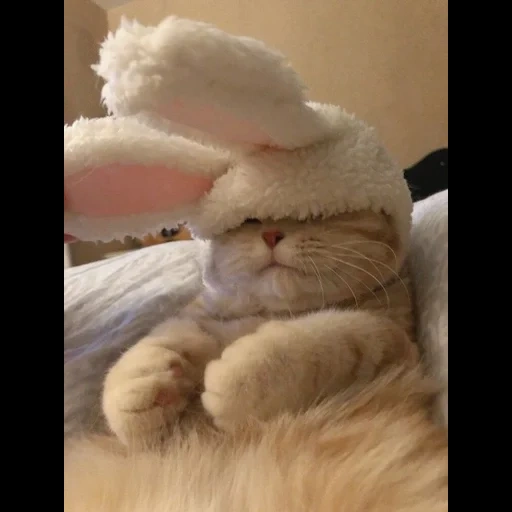 зайки, bunny, котики, зайченки, baby bunny