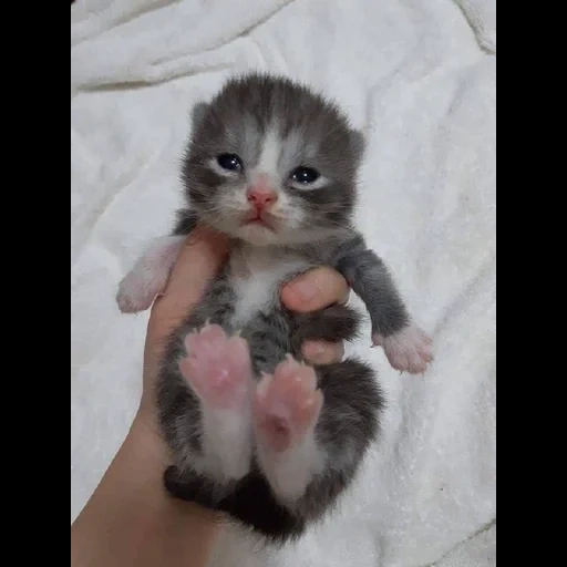 die katze, die tiere, kätzchen gute hände, neugeborene kätzchen, charming kätzchen