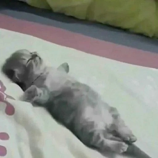chat, chat, chaton endormi, animaux drôles, les jouets fatigués dorment