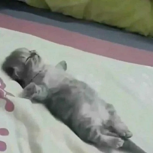 gatto, gatto, un gattino che dorme, animali ridicoli, giocattoli che dormono molto stanchi