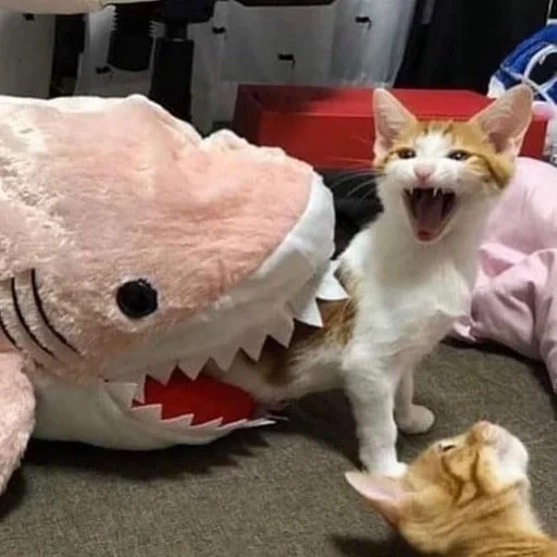 tubarão gato, motivo de gato, o gato é engraçado, gato engraçado tom, selo engraçado