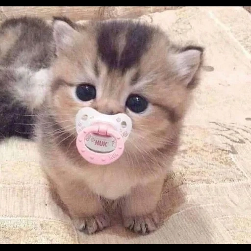 gato, gato, el animal más lindo, pequeño gatito lindo, pequeño gatito lindo