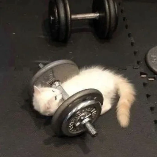 gym, cat, seal, funny cat, funny cat