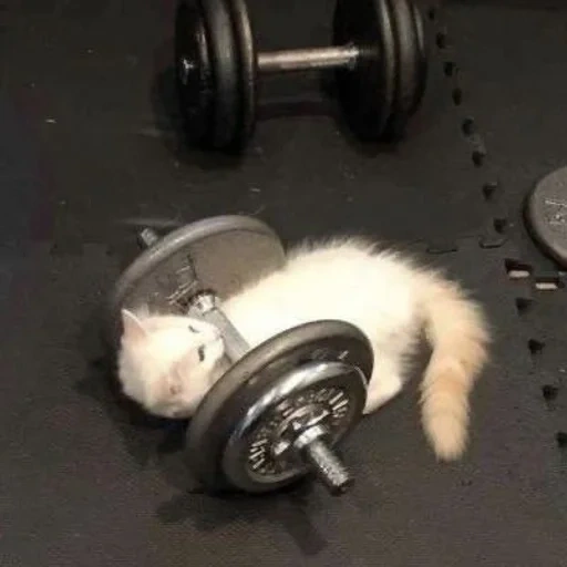 gym, gato, perro marino, gato divertido, gato divertido