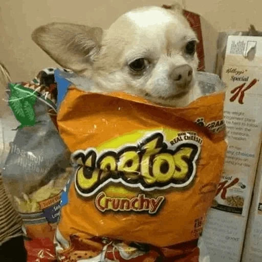 собака, чихуахуа мемы, cheetos собаки, собака чихуахуа, смешные чихуахуа