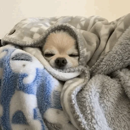 чихуахуа спит, чихуахуа милые, чихуахуа одеяле, чихуахуа маленькие, шон собака чихуахуа