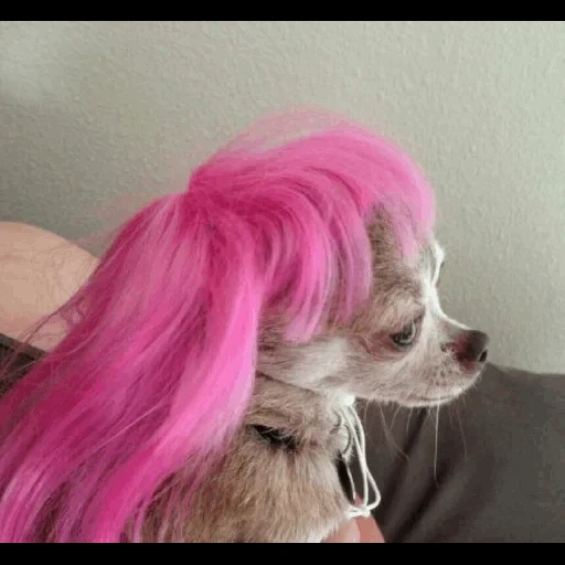 собачки, милые собаки, розовая собака, милые животные, собачка розовыми волосами
