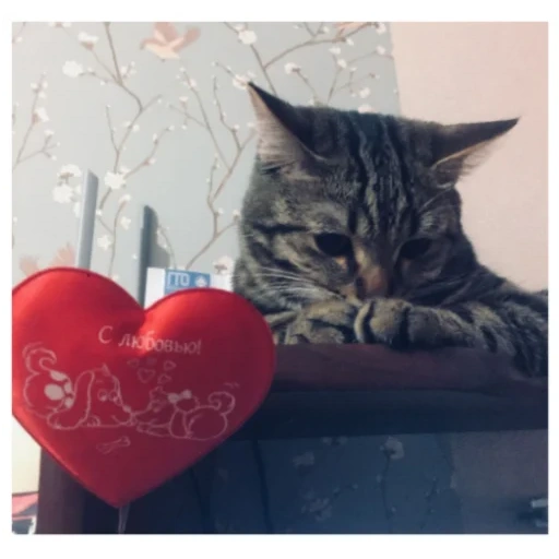 gato, un gato, cat sharik, el gato con el corazón, gato casero