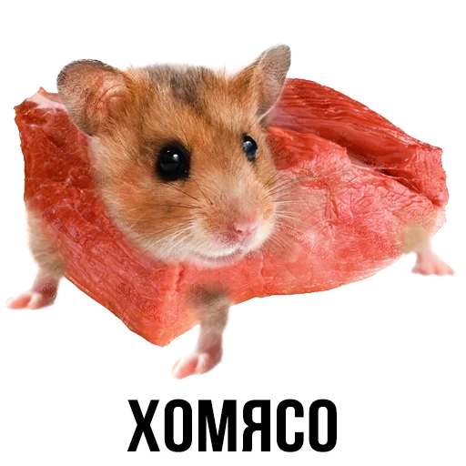 hámster, hámster divertido, hámster sirio, hamster blanco, hamster de fondo transparente