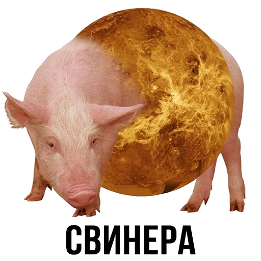 свинья, свинера, поросенок, толстые свиньи, шлакоблокунь мемы