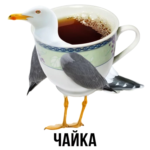 gaivota, pássaro de gaivota, gaivota, gaivota branca, bloco de escória
