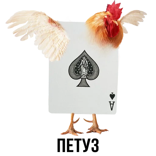 rooster bird, rooster, white cock, rooster meme, the cock spread its wings