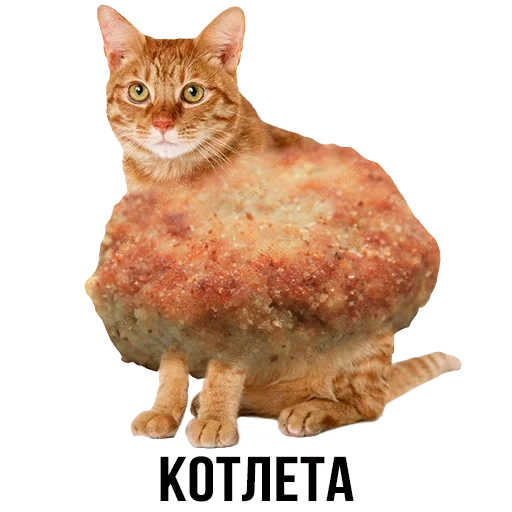 meme di cotolaio, cucina di gatti, blocco scollo, giorno delle cotolette felici, cat of the cat cutlet