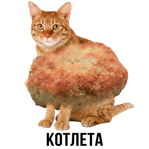 molde de pastel de carne, gato de pastel de carne, bloque de escoria, feliz día de hamburguesas, pastel de carne de gato meme