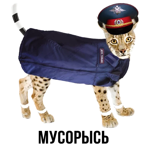 gato, cat gopnik, gato guardián, bloque de escoria, bloque de ceniza