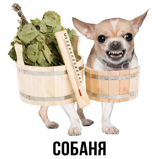 chihuahua, chihuahua hua, chihuahua est en colère, chienne de chihuahua, mauvais chihuahua