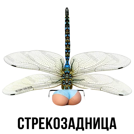 libélula, libélula blanca, reloj libélula, libélula mira al emperador, reloj libélula blanco