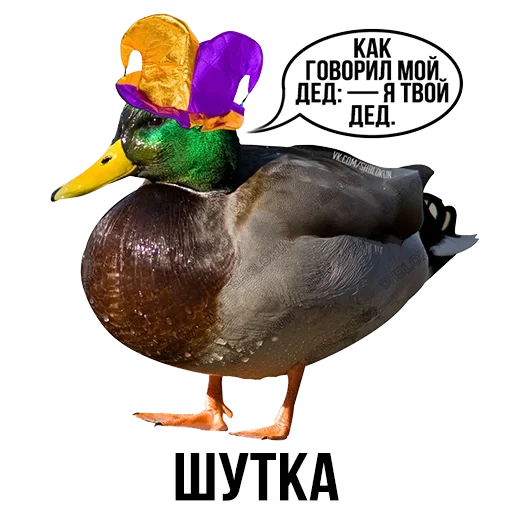 mallard, duck duck, wild duck, bird duck mallard duck, cinder block