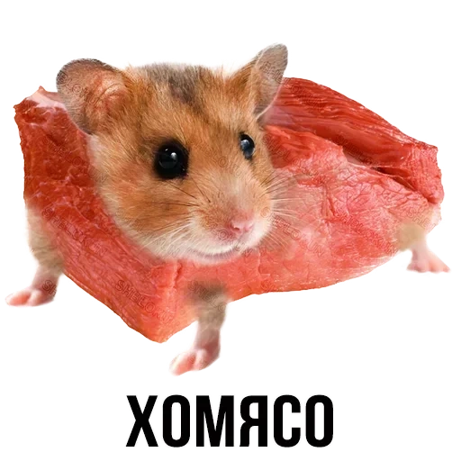 hamster, hamster sírio, hamster com fundo branco, um hamster é um fundo transparente, o hamster sírio é pequeno