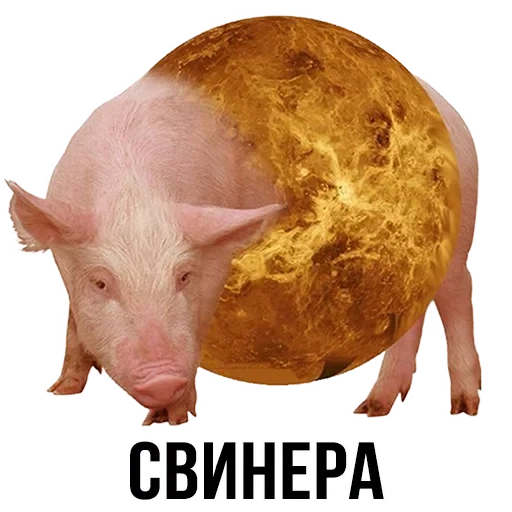 свинья, свинера, поросенок, толстые свиньи, свинья маленькая