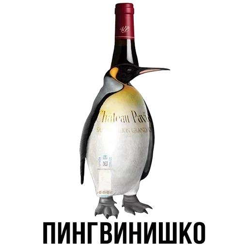 pinguino, pinguino, pinguino, royal penguin, pinguino imperiale