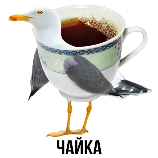 gaivota, sentado uma gaivota, gaivota de pássaro, bloco de escória, gaivota prateada
