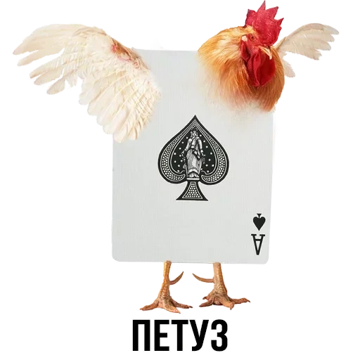 rooster bair, galo branco, galo galo, memes de frango, bloco de escória