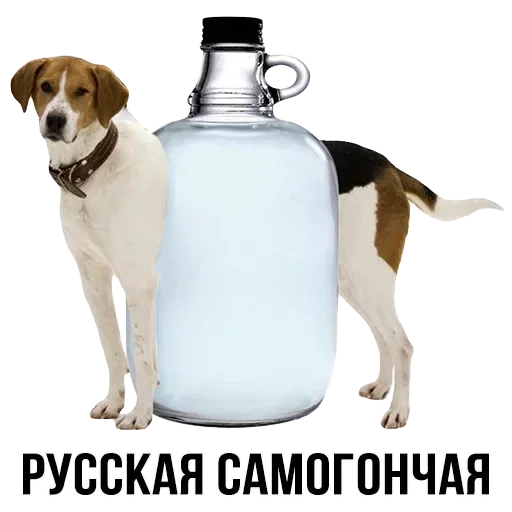 бутылка, фляга воды, собака кега, шлакоблокунь, собачка кегой