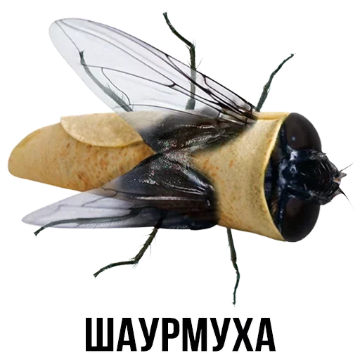 муха, муха прикол, шлакоблокунь, шлакоблокунь хурма, шлакоблокунь друзья