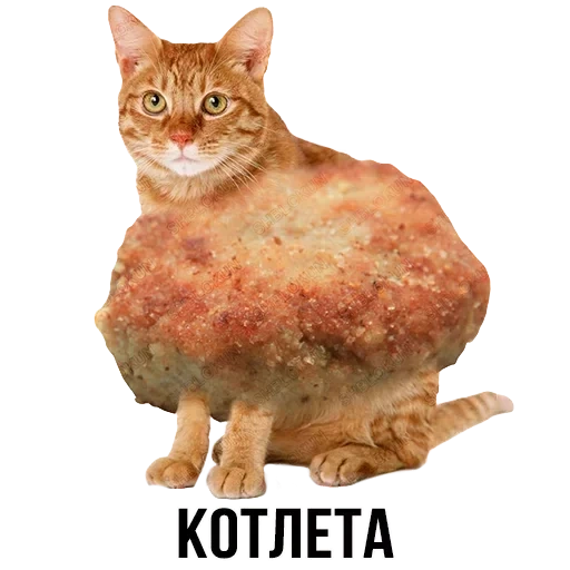 cat, ginger cat, day cutlets, cat cutlet, cat of the cat cutlet
