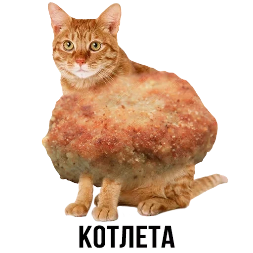 kucing, kucing jahe, cutlets day, cat catlet, kucing dari potongan kucing