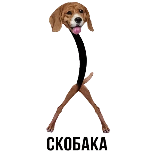 собака, scream dog, бигль собака, собачка бигль, собака маленькая