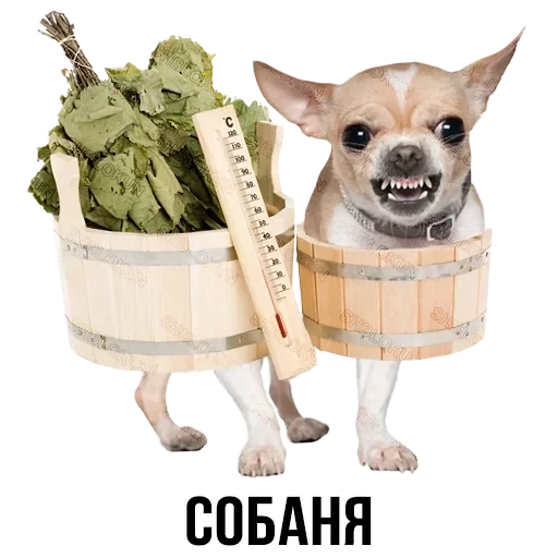 chihuahua, chihuahua hua, chihuahua is angry, chihuahua dog, chihuahua hua evil