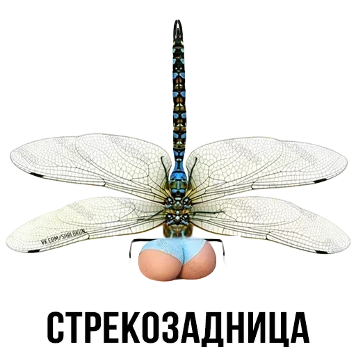 dragonfly, white dragonfly, dragonfly watchman, dragonfly is common, dragonfly passer emperor