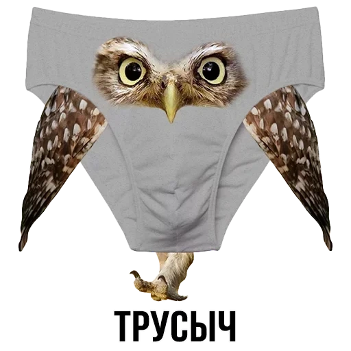 underpants, the panties of the owl, panties with a print, panties owls female