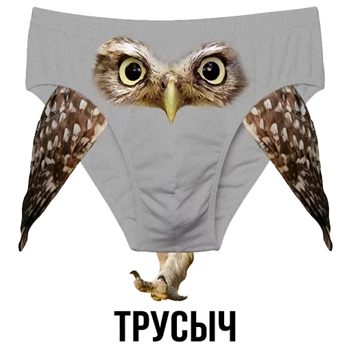 slip, la culotte du hibou, culotte avec une impression, chouettes de culotte femelle