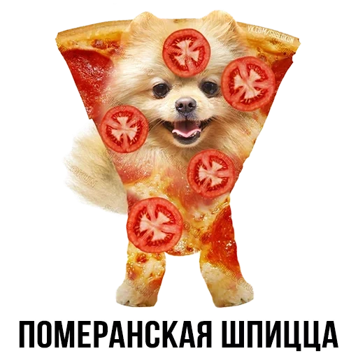 pizza cat, dog spitz, the dog is the face, the animals are cute, dog pomeranian spitz