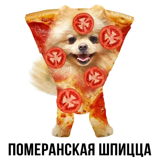 pizza cat, cão spitz, o cachorro é o rosto, os animais são fofos, dog pomeranian spitz