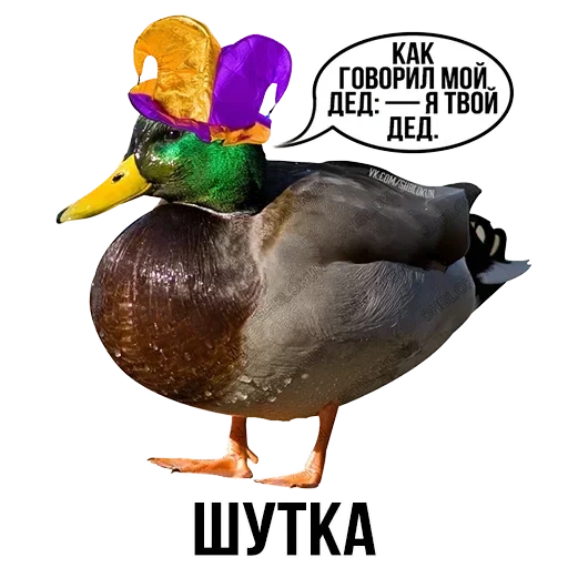 mallard, kryakva duck, the drake is duck, bird duck kryakva, duck with a white background