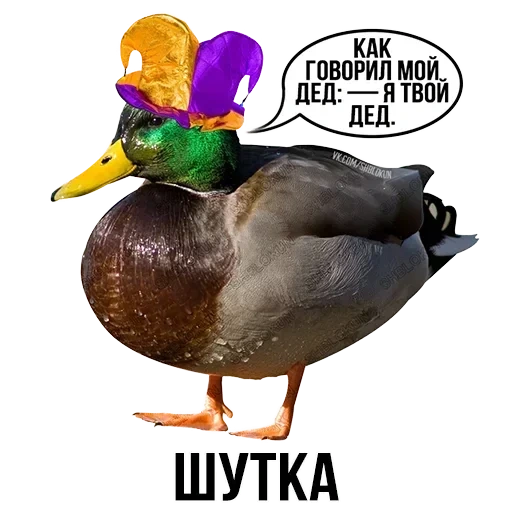 mallard, kryakva duck, il drake è anatra, uccello anatra kryakva, anatra con uno sfondo bianco