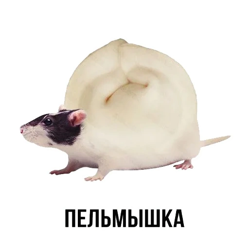 rat, plaisanter, pelmyshka, inscription de rat, rats à fond blanc