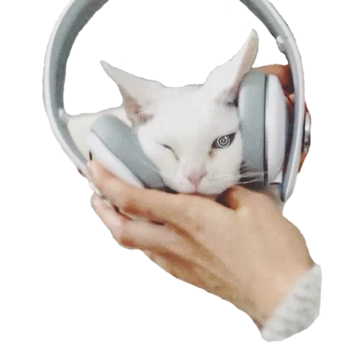 auriculares, los auriculares para gatos, el gato son auriculares, los auriculares son un gato, auriculares iluminando orejas de gato blancas fuera del grupo